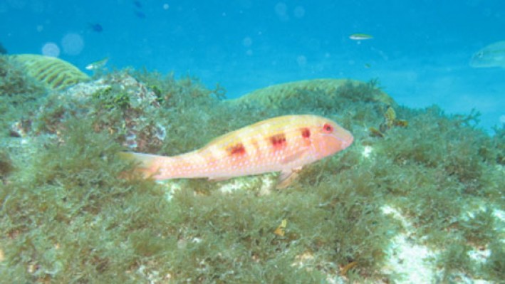 Goatfishes (2)_322
